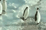 pinguin anim